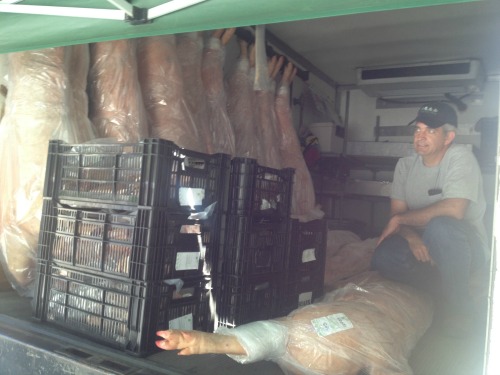 1 Pigs Waiting To Be Picked Up By Chefs